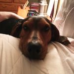 Buford T Justice - @buford_t_justice_kearney - Instagram