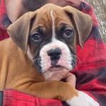 Buford T. Justice Bickley 🐶🐾 - @bufordbickley - Instagram