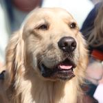 Buford T. Justice Fridy - @buford.t.thegolden - Instagram