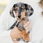 Shiloh Buford Justice - @shiloh.the.weenie - Instagram