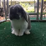 Bunny named Stanley - @bunnystanley - Instagram