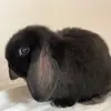 bunny_stanley - @bunny_stanley - TikTok
