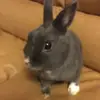 Eva - @stanleythebunny - TikTok