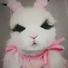 Itsbunnystanley - @itsbunnystanley00 - TikTok