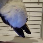 Mr Stanley "Mug" Bunny - @mrstanleymugbunny - Instagram