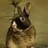 Scott R - @stanleybunny - TikTok