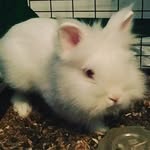 Stanley - @stanley_the_bunny - Instagram