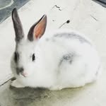 Stanley 🐰 - @stanley_thebunny - Instagram