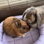 Stanley & Luna - @stanleyandlunabunnyfun - Instagram