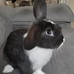 Stanley Bunny - @stanley.bunny1 - Instagram