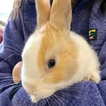 Stanley The Bunnny - @official_stanley_the_bunny - Instagram