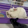 Stanley the bunny - @stanleythebunny3 - TikTok