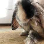 Stella - @stanleythebunny - Instagram