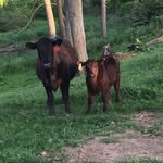 Burke-Walker - @burke_walker_angus - Instagram