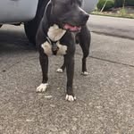 burt allen - @loki_the_blue_bully - Instagram