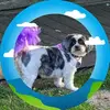 Garland Burt Hundley - @garland.burt.hund - TikTok