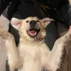 Burt - @burtthegolden - TikTok