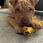 @sharpei_burt - Instagram