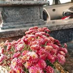 Bushra Rahim - @busura.soke - Instagram