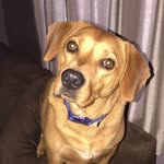 Bash Buster Bundy - @bashthenjbeagle - Instagram
