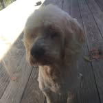 Buster🤍🐶 - @buster._.smith101 - Instagram