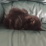 Buster Smith🐱 - @_buster_life_ - Instagram