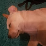 buster smith - @buster_the_labheeler - Instagram