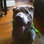 butch bennett - @butchthesharpei - Instagram