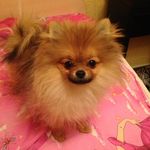 Буч💖 - @butch_king_dog - Instagram