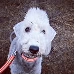 Byron & Ash - @byronthebedlington - Instagram