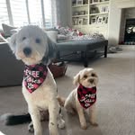 Byron 🪽Benson & Juniper - @chasepuppies - Instagram