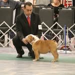 Byron Gutiérrez - @all_star_bulldogs - Instagram