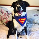 Byron Horatio Richardson - @byron_bordercollie - Instagram