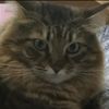 Byron Vincent - @byronthemainecoon - TikTok