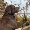 Charlie Gross - @cachethebrowndog - TikTok