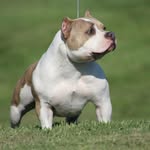 Robert Webb - @caddylac_bullies - Instagram