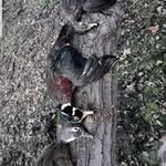 Cade Benson - @wi_waterfowl - Instagram