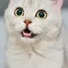 CadeBriggsYu - @cadebriggsyu - TikTok