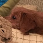 Sally Cade Burns - @sallycadethepooch - Instagram