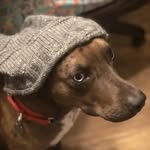 Cade Waffles Cross - @cade_the_catahoula - Instagram