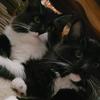 Cade & Floyd the cats - @cadeandfloyd - TikTok
