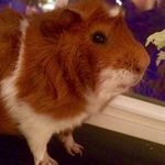 Cadegarrett - @cadegarrettwalz - Instagram