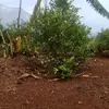 Gordon Cade - @gordon.cade - TikTok