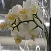 Cade Graves - @cade.graves - TikTok