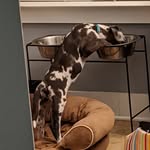 Cade Hall - @cadethedane - Instagram
