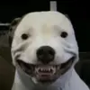 cadejohnston961 - @ksjdndhdjdbf - TikTok