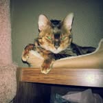 scareDKat - @cadelotti - Instagram
