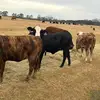Cade Mann - @cade.mann1 - TikTok
