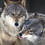 Cade Montgomery - @wolflover5301 - Instagram