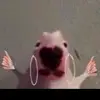 single_as_a_pringle - @cade_williamson - TikTok